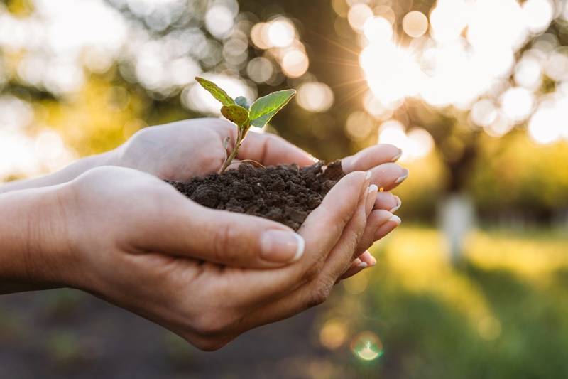 5 princípios do direito ambiental que você precisa conhecer